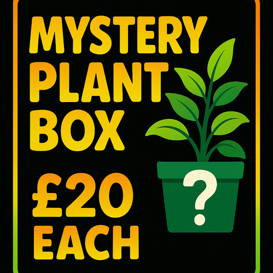 Mystery Houseplant Bundle – Surprise Plant Box (Various Price Options)
