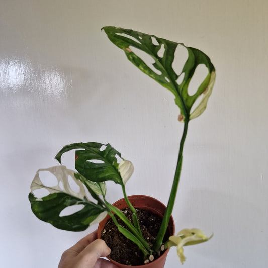 Monstera Adansonii Variegated Two Growth Points #B