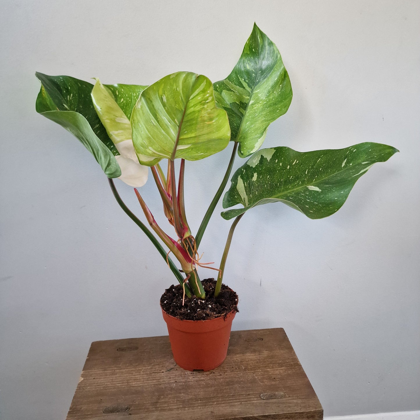 Philodendron ‘Fresh Aurea’ – 14cm Pot (#1)