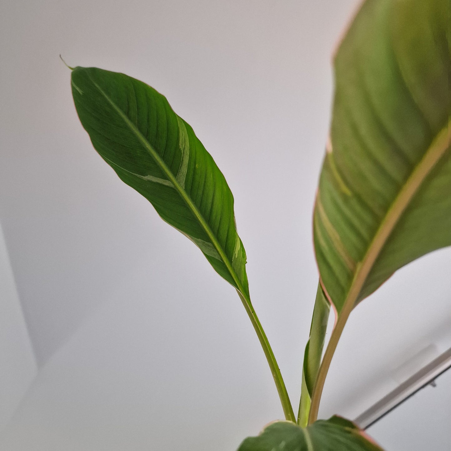 Musa Nono Rare Houseplant approx 50cm tall 10.5cm pot (5)