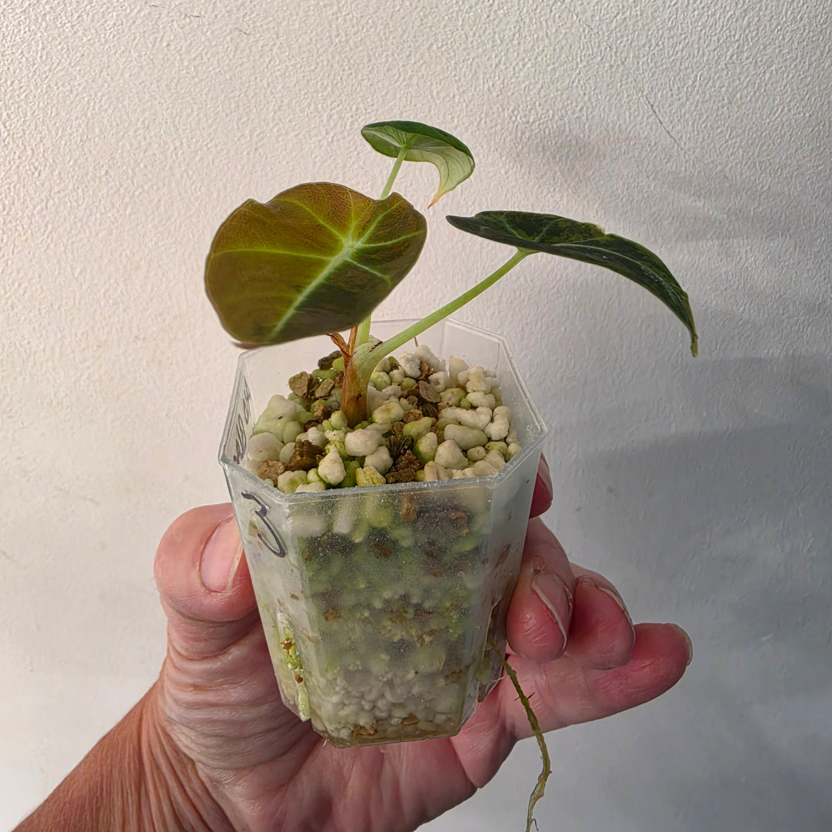 Alocasia Black Velvet Gold Variegated – Established | Exact Plant #3