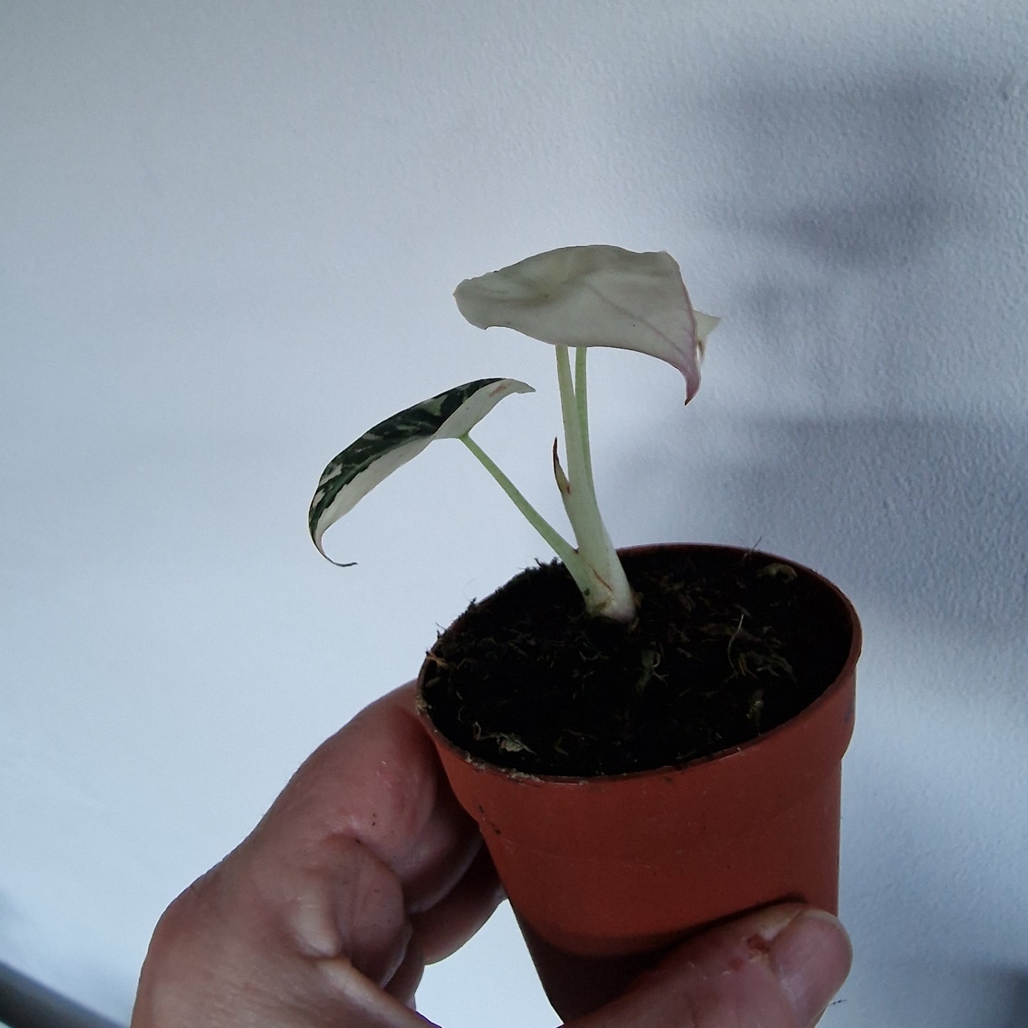 Alocasia Black Velvet Variegata – 7cm Pot (#2)