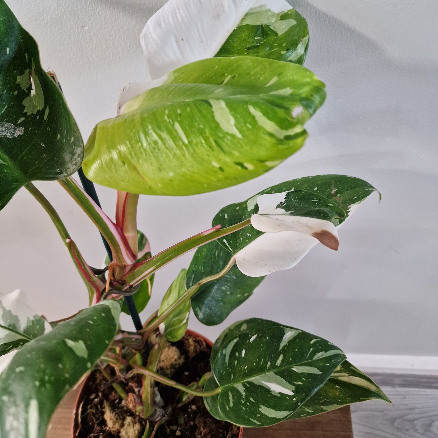 Philodendron Fresh Aurea Rare Houseplant 17cm pot