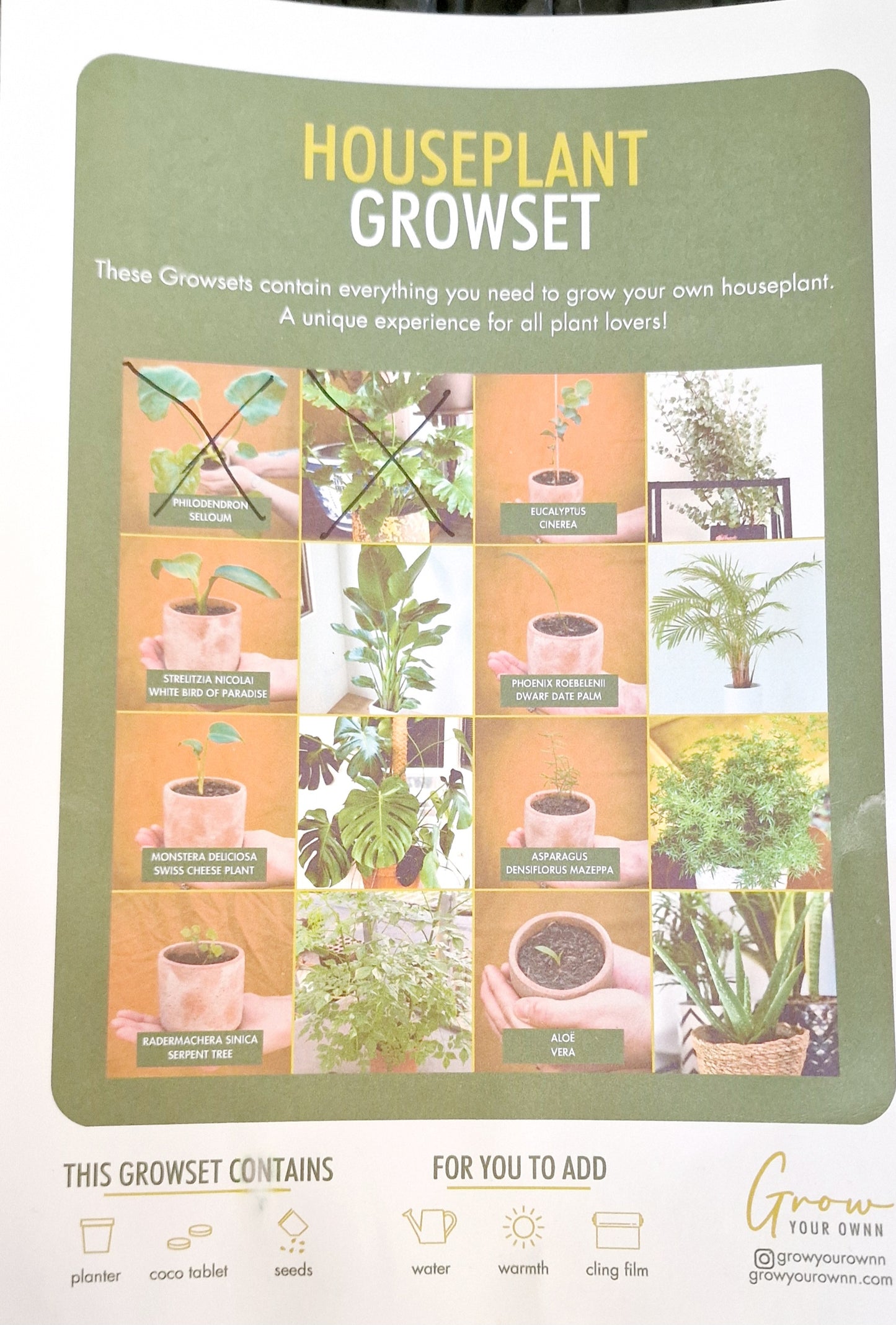 Grow your own Monstera Deliciosa - Houseplant Set