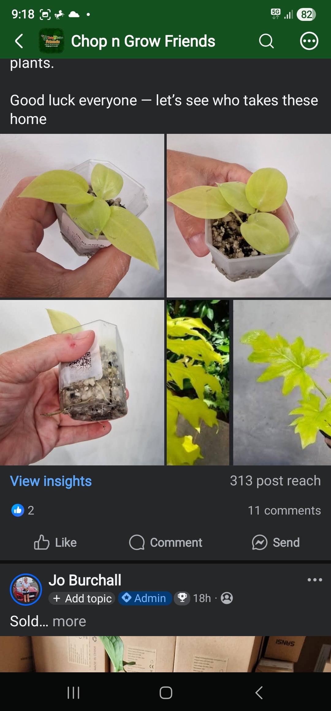 Sunday sale via CnG Group - Jan Philodendron Warscewiczii
