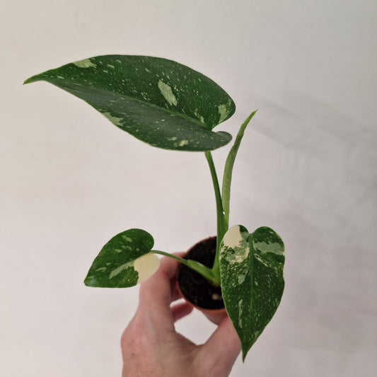 Monstera Thai Constellation – 6cm Pot (#6)