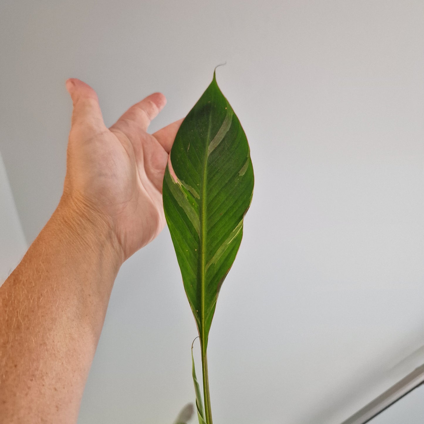 Musa Nono Rare Houseplant approx 50cm tall 10.5cm pot (7)