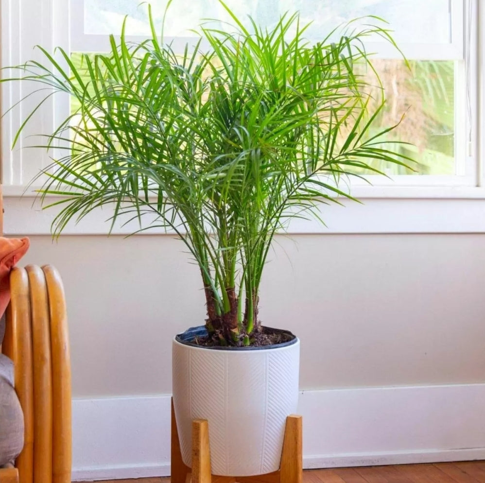 Grow your own Phoenix Roebelenii (Pygmy Date Palm) - Houseplant Set
