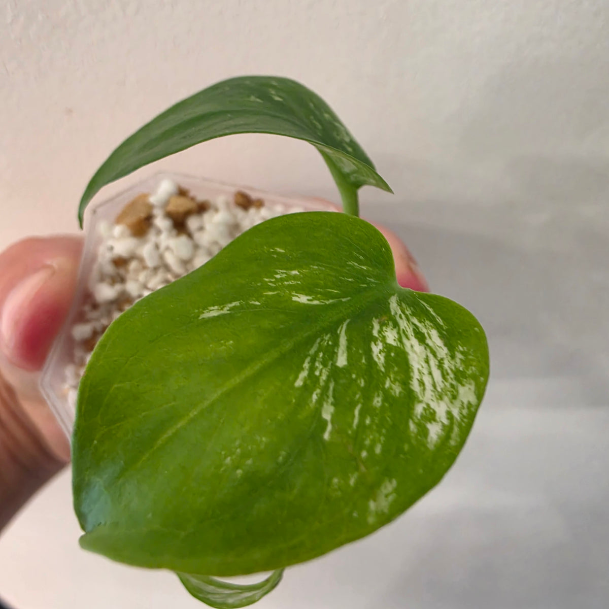 Monstera Devil – Acclimatised TC - Exact Plant (5) See Description