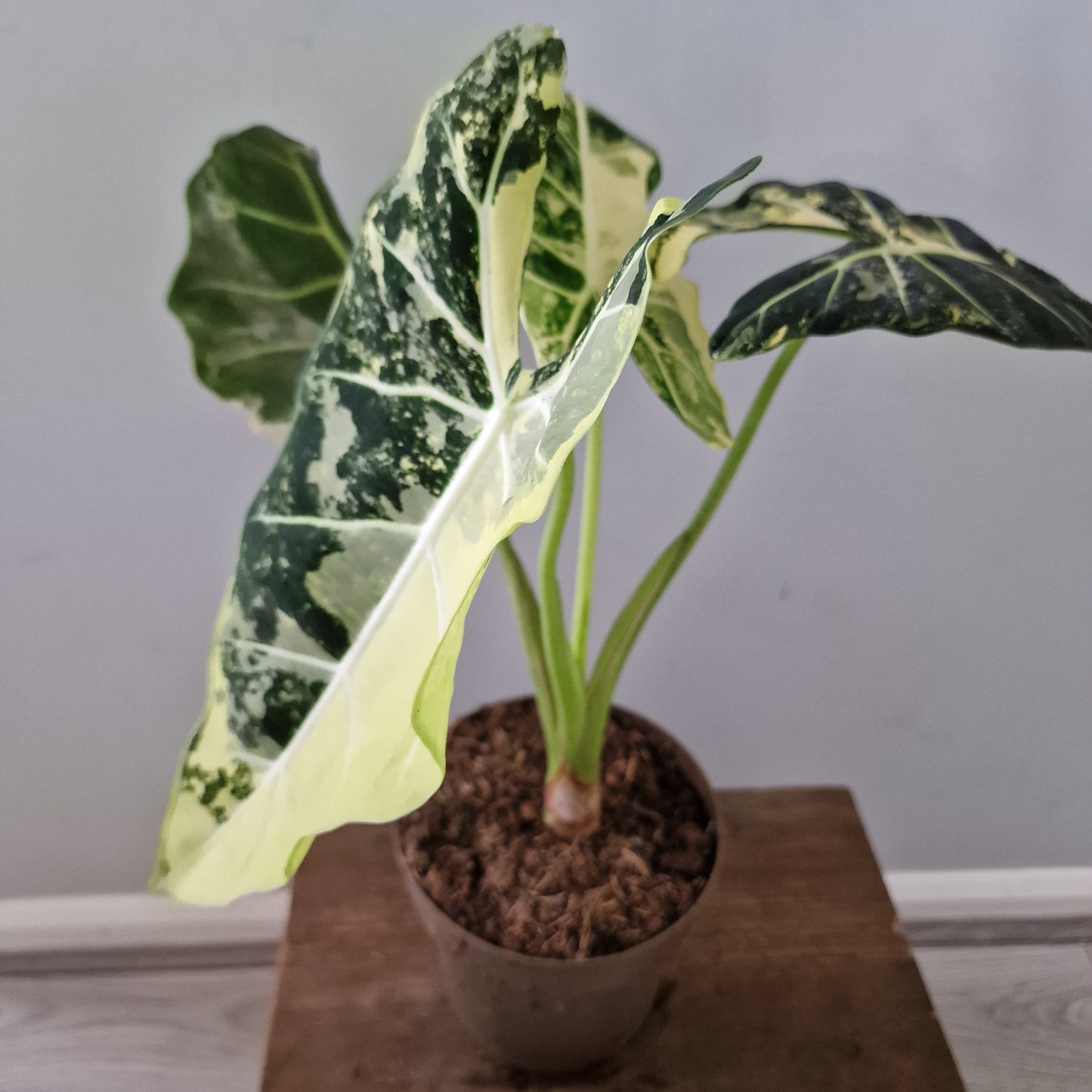 Alocasia Variegated Frydek (#3) – 17cm Pot (50cm Tall)