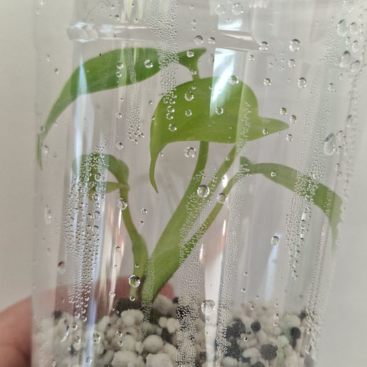 PRE-ORDER – Monstera Lemon Lime – Young Exact TC Plant (#4)