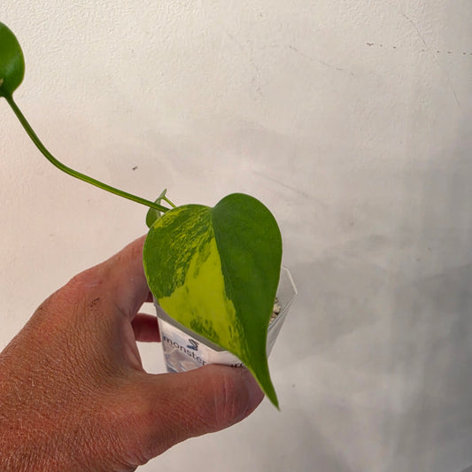 Monstera Aurea – Exact Plant No. 8 - See Description