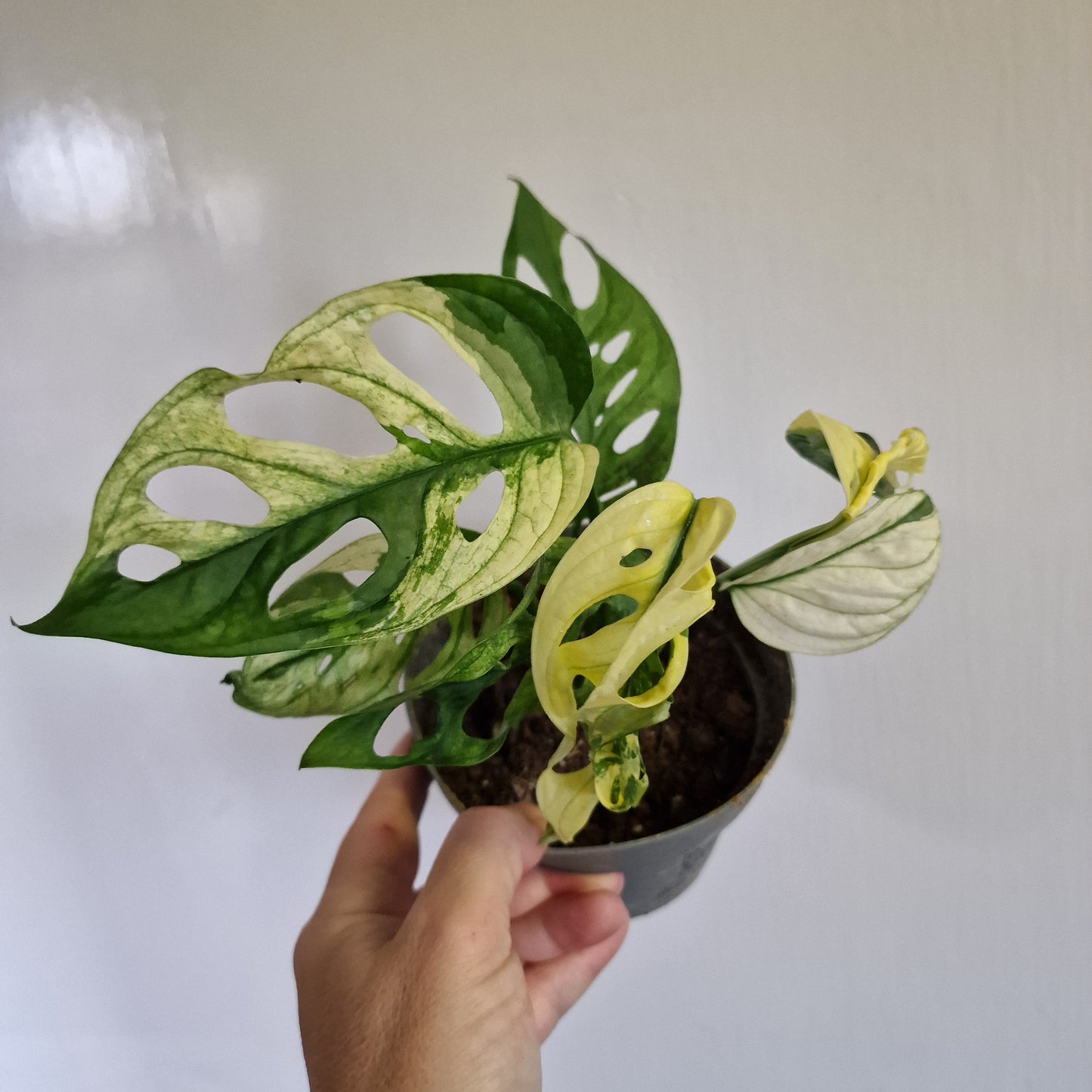Monstera Adansonii Variegated Two Growth Points #C