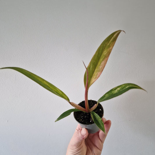 Philodendron Caramel Marble – 6cm Pot (#3)