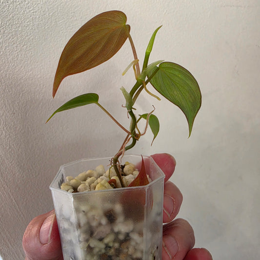 Philodendron Micans Pink Cloud Variegated