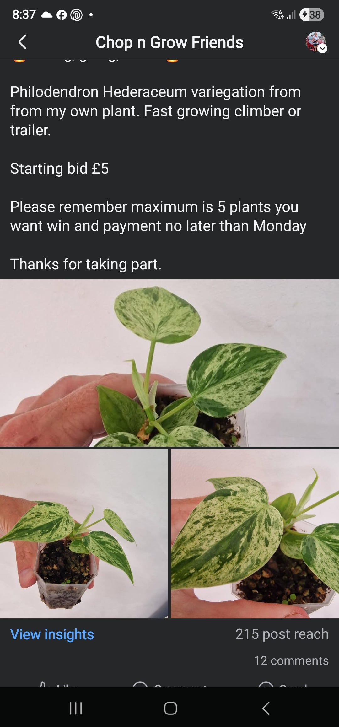 Chop n Grow Friends sale - Paul Philo Hederaceum