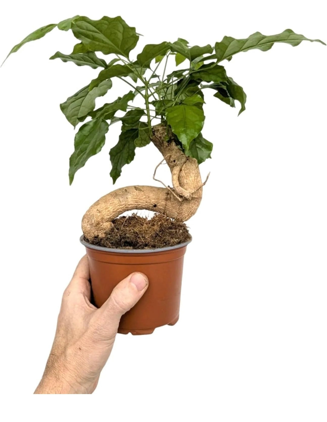Grow your own Radermachera Sinca (China Doll) - Houseplant Set