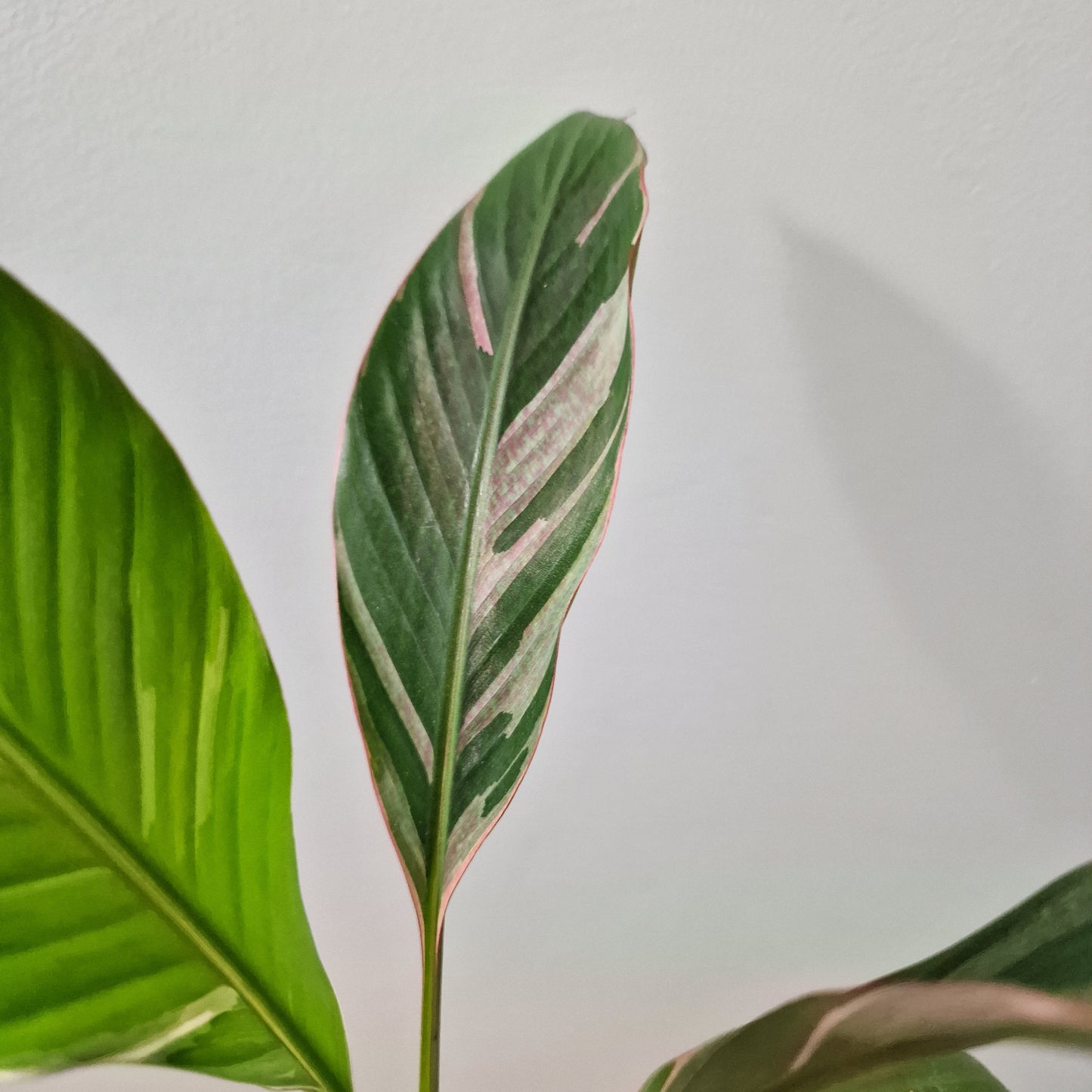 Musa Nono Rare Houseplant approx 40cm tall 10.5cm pot (1)