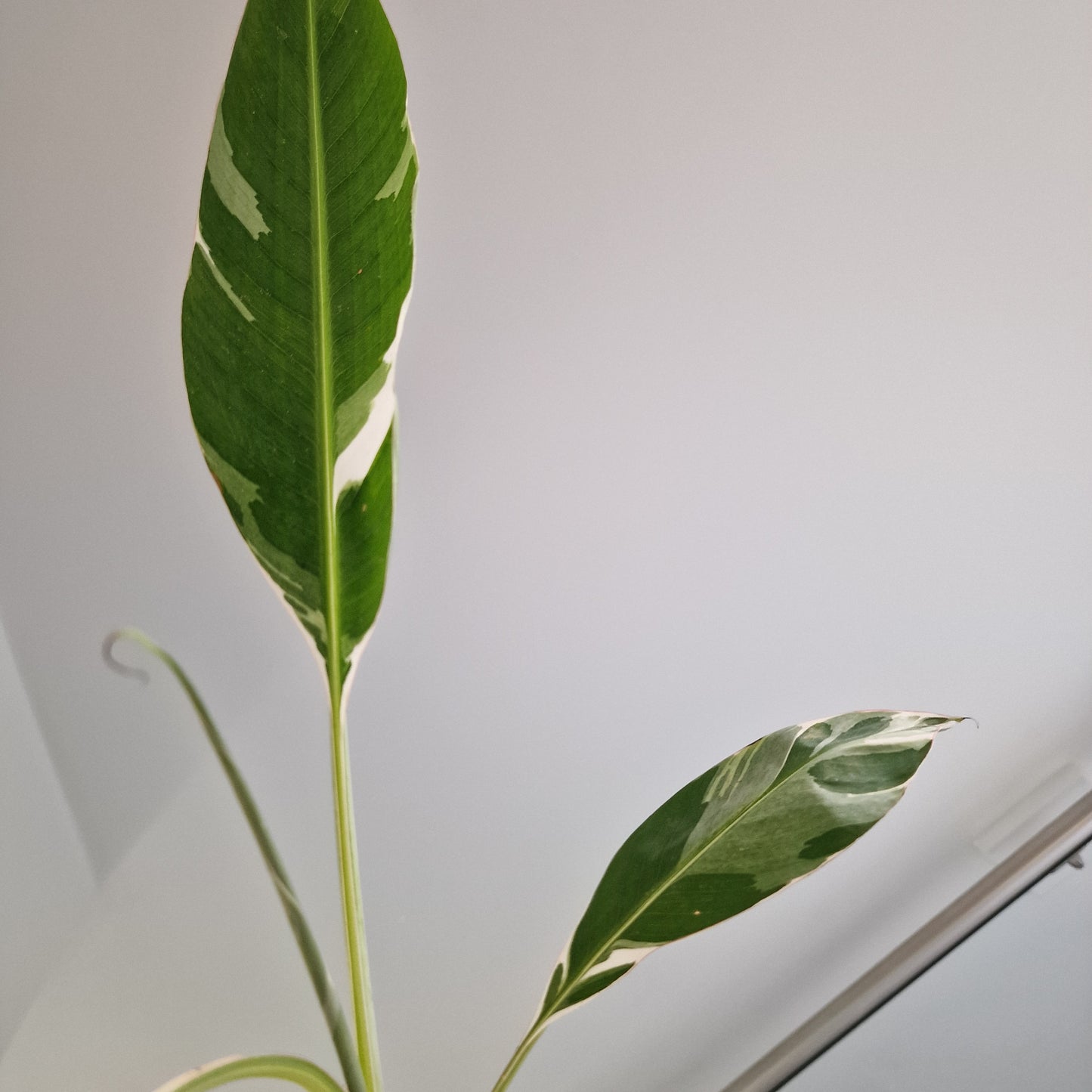 Musa Florida Rare Houseplant approx 40cm tall 10.5cm pot (3)
