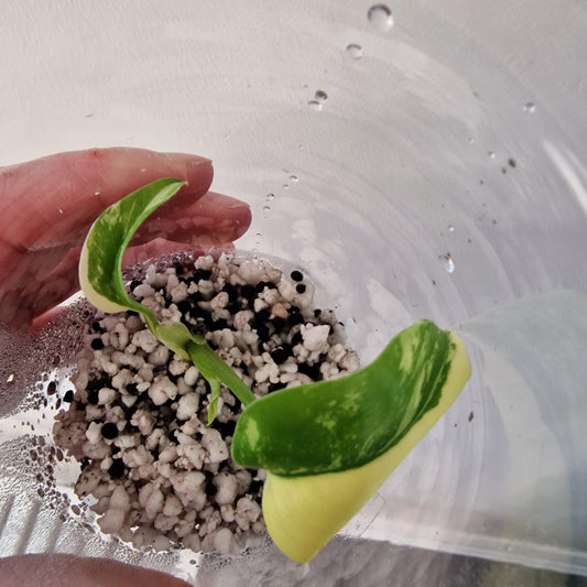 Monstera Lemon Lime ‘Pom Pom’ - Young Exact TC Plant (#2) See Description