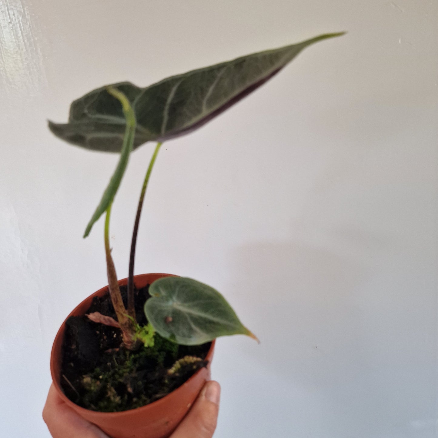 Alocasia Longiloba Silver Rare Houseplant 10.5cm pot