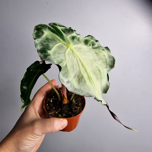 Alocasia Venom – 8cm Pot