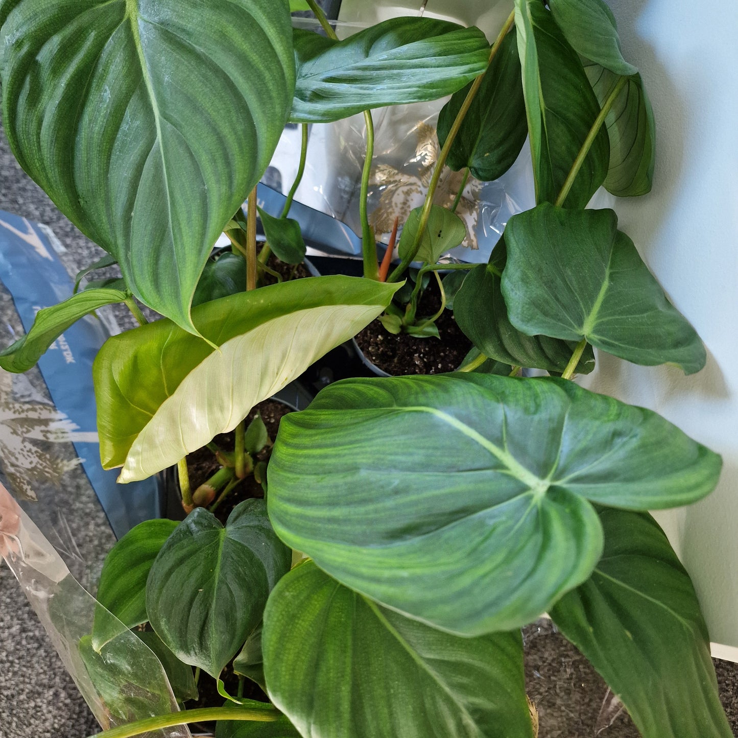 Philodendron Mc Dowell Rare Houseplant 12cm pot