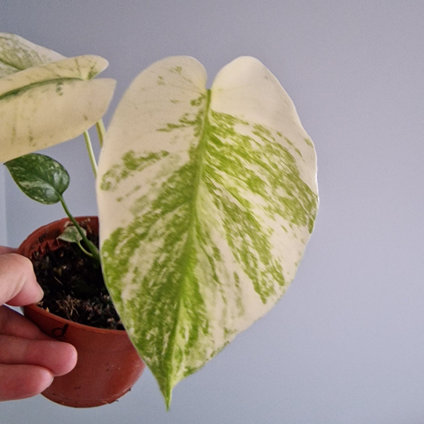 Monstera Thai Constellation Rare Houseplant 10.5cm pot (d)