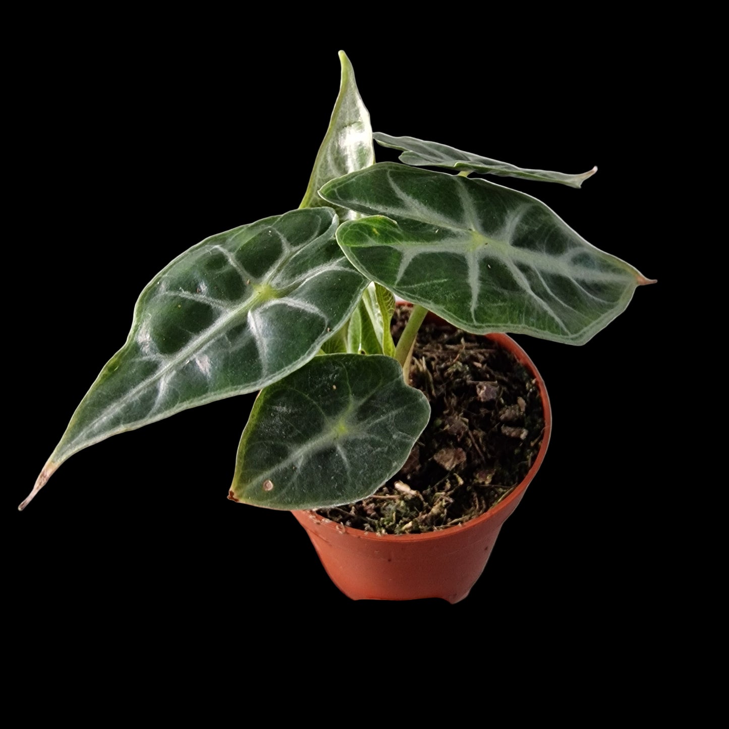 Alocasia Mandalay Rare Houseplant 7cm pot