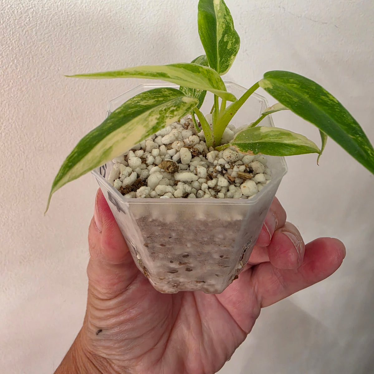 Philodendron Radiatum Variegatum – Exact Plant #4