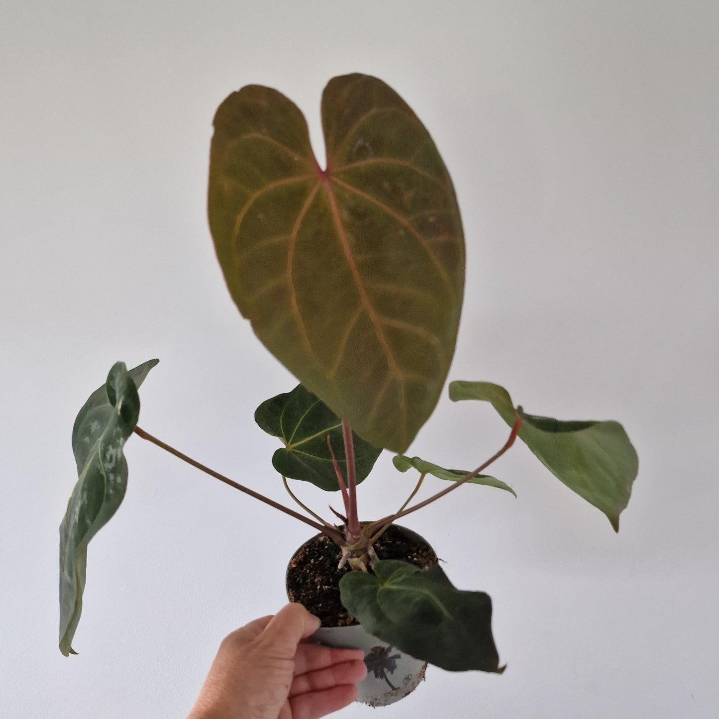 Anthurium Dark Phoenix 12cm pot