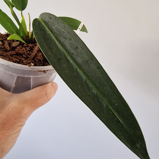 Ecuagenera Rehab Anthurium wendlingeri (32)