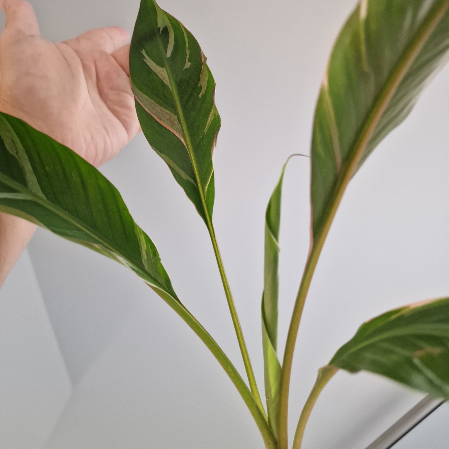 Musa Nono Rare Houseplant approx 50cm tall 10.5cm pot (5)