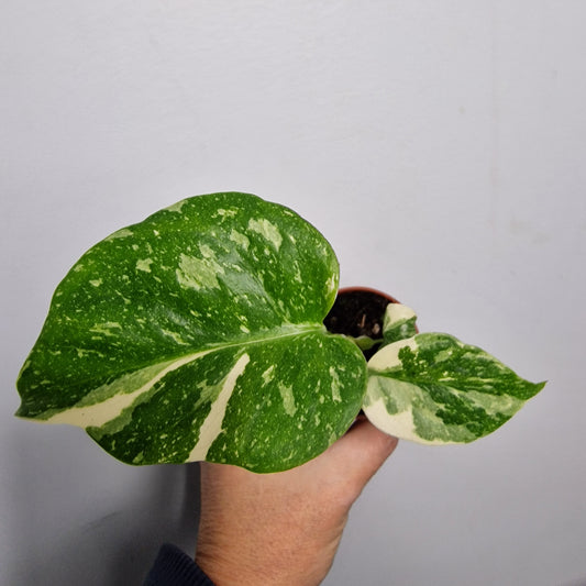 Monstera Thai Constellation – 6cm Pot (#1)