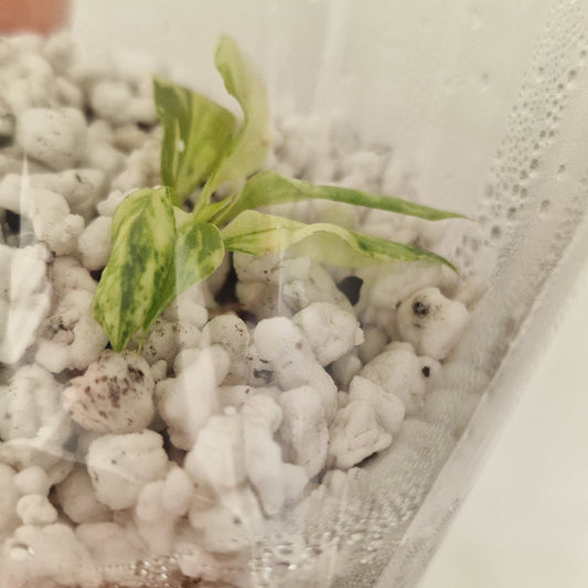 PRE-ORDER – Philodendron Gloriosum No2 (Variegated) – Young Exact TC Plant (#3)