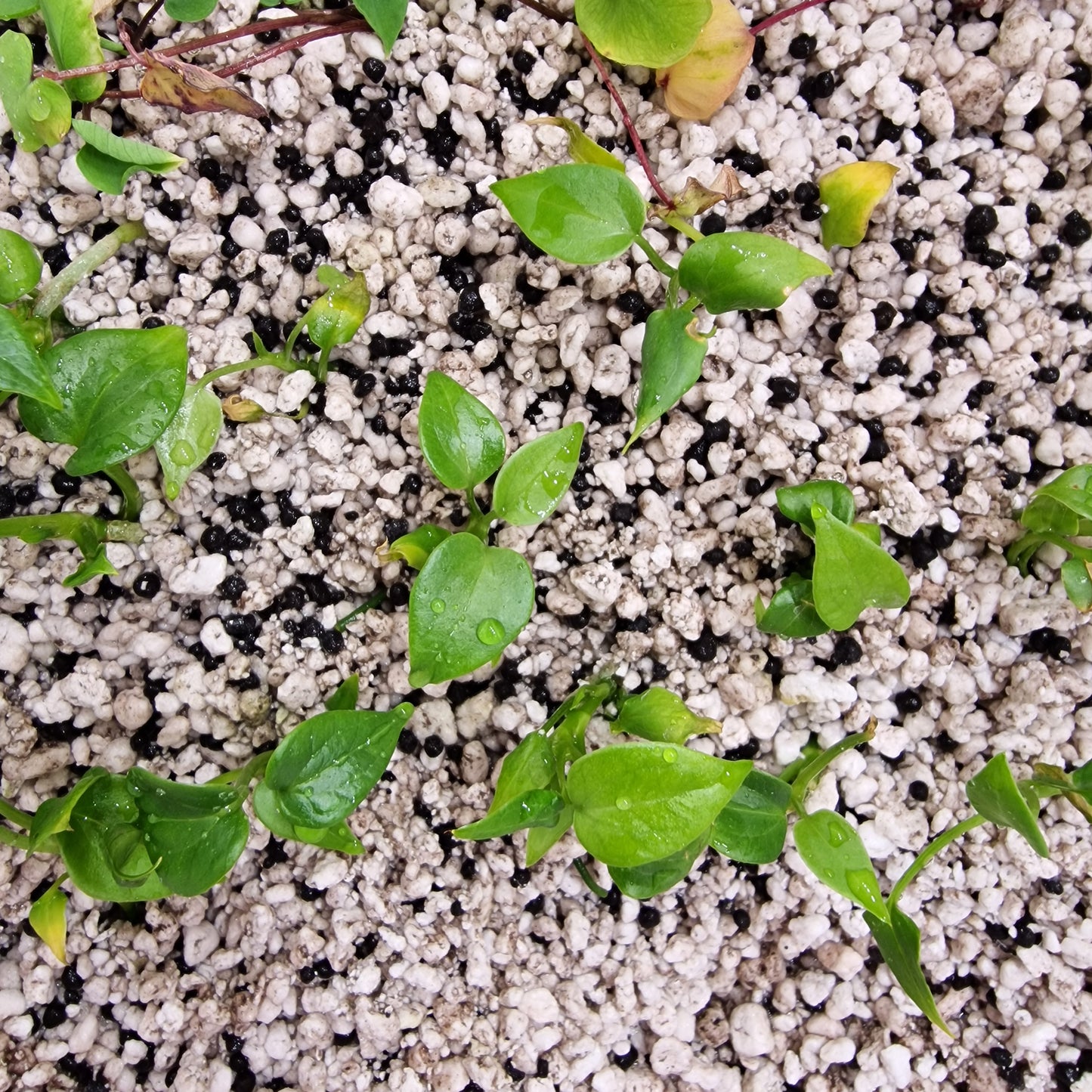 Anthurium Delta Force – Tissue Culture Plantlet