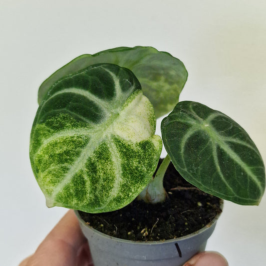 Alocasia Ninja Variegata – 6cm Pot (#1)