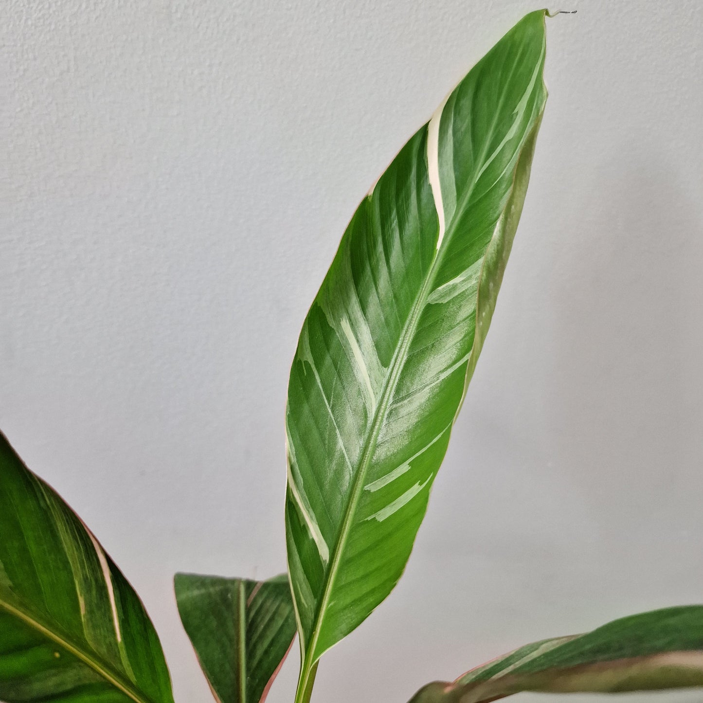 Musa Nono Rare Houseplant approx 40cm tall 10.5cm pot (1)
