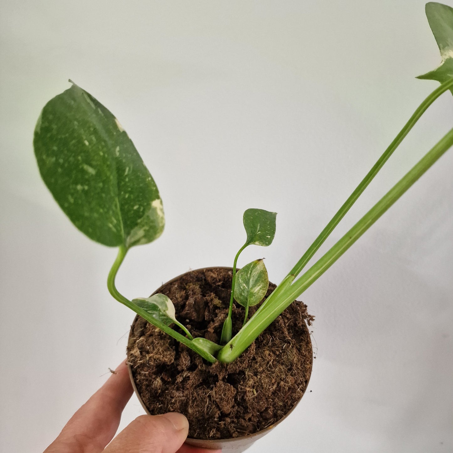 Monstera Thai Constellation Rare Houseplant 11cm pot (1g)