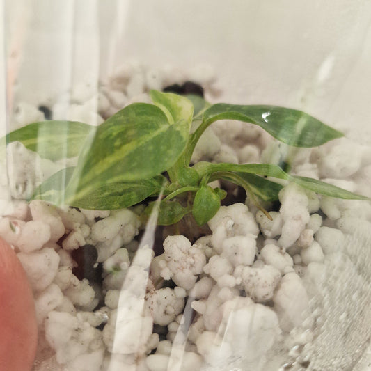 PRE-ORDER – Philodendron Gloriosum No2 (Variegated) – Young Exact TC Plant (#2)