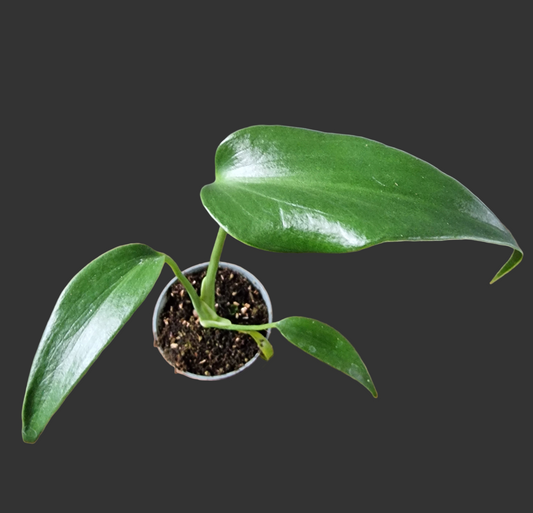 Monstera Burle Marx Flame Rare Houseplant 6cm pot