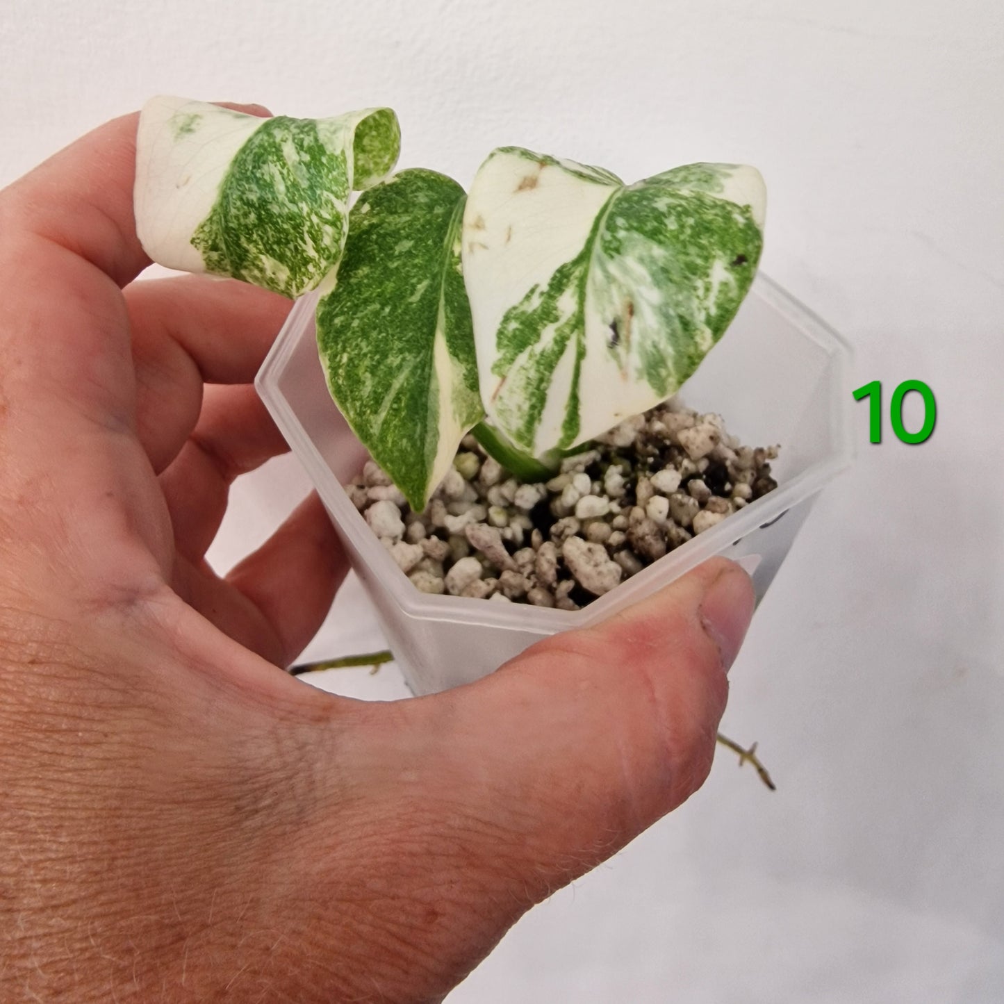 Monstera Legacy – Choose Your Plant
