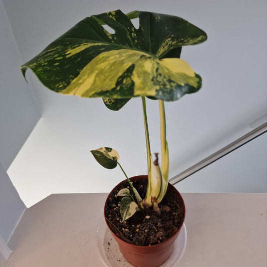 Monstera Deliciosa Aurea – 12cm Pot (#13a)