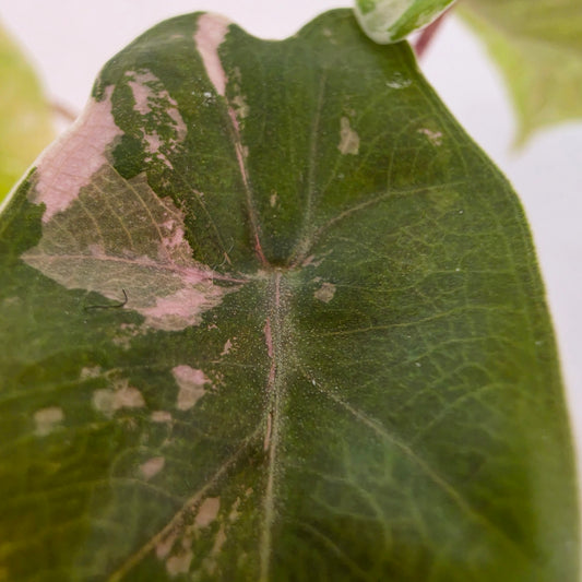Alocasia Pseudo Sanderiana Pink Variegata – Established | Exact Plant #4