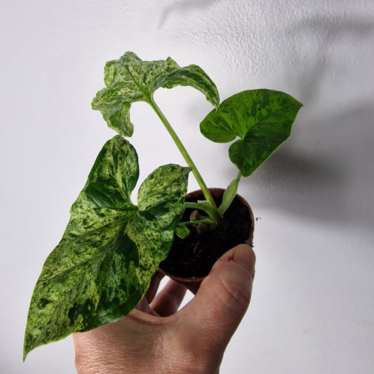 Syngonium ‘Mottled Mojito’ – 6cm Pot