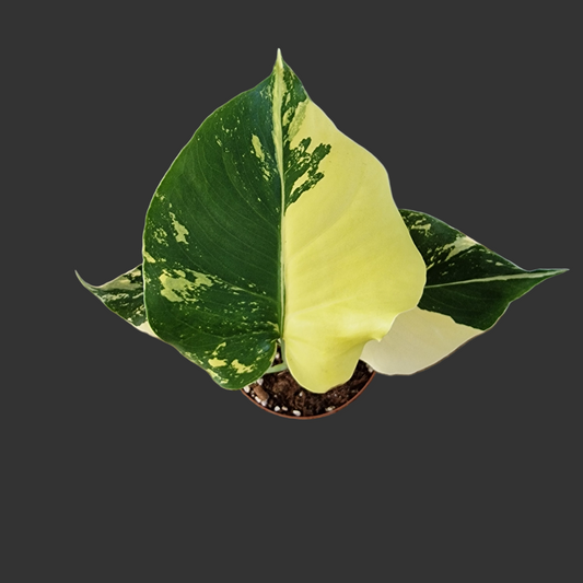 Monstera Deliciosa Aurea – 12cm Pot (#10)