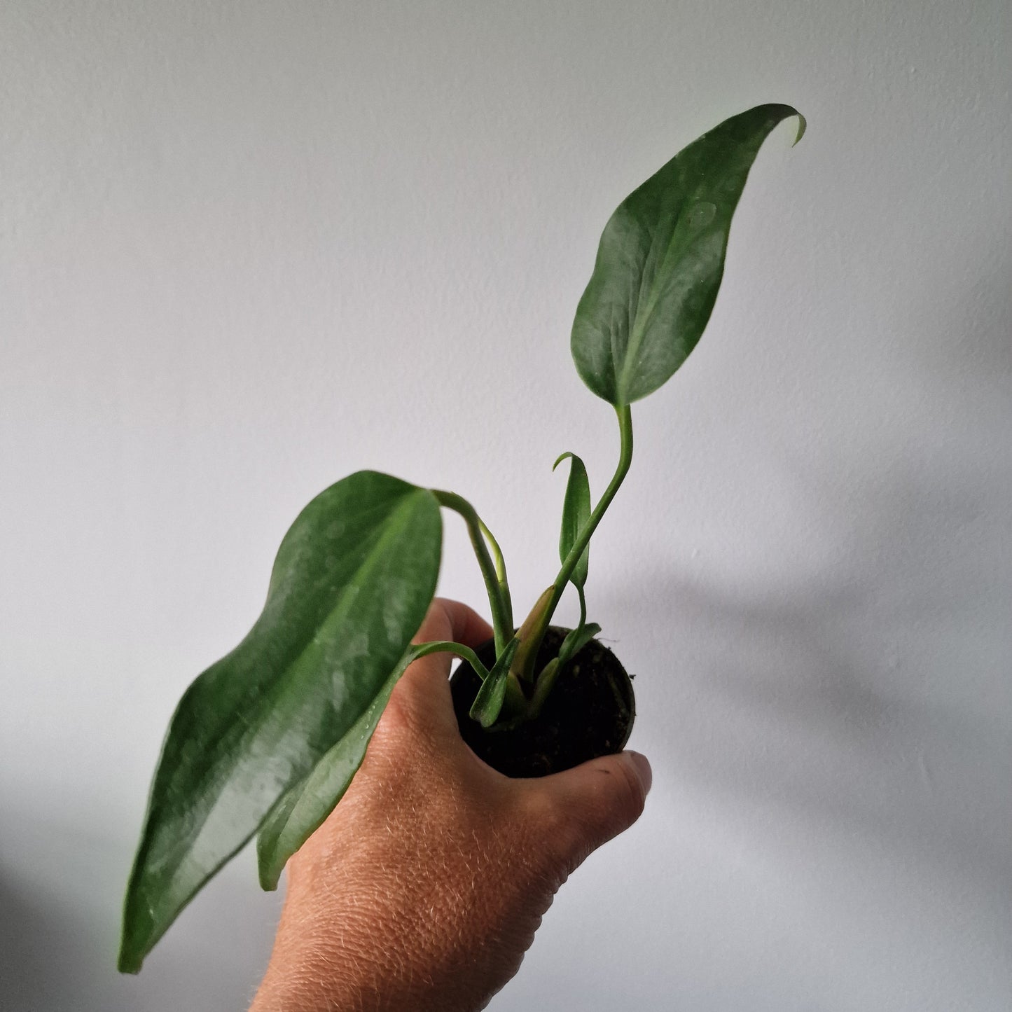Pre order - end of Aug Monstera Burle Marx Flame Houseplant in 6cm pot