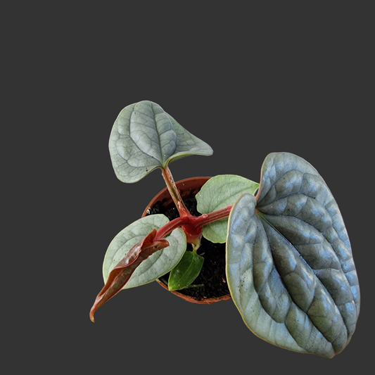 Anthurium Platinum Luxurians – 6cm Pot