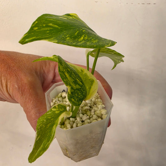 Monstera Electrolight – Exact Plant No. 1 - See Description
