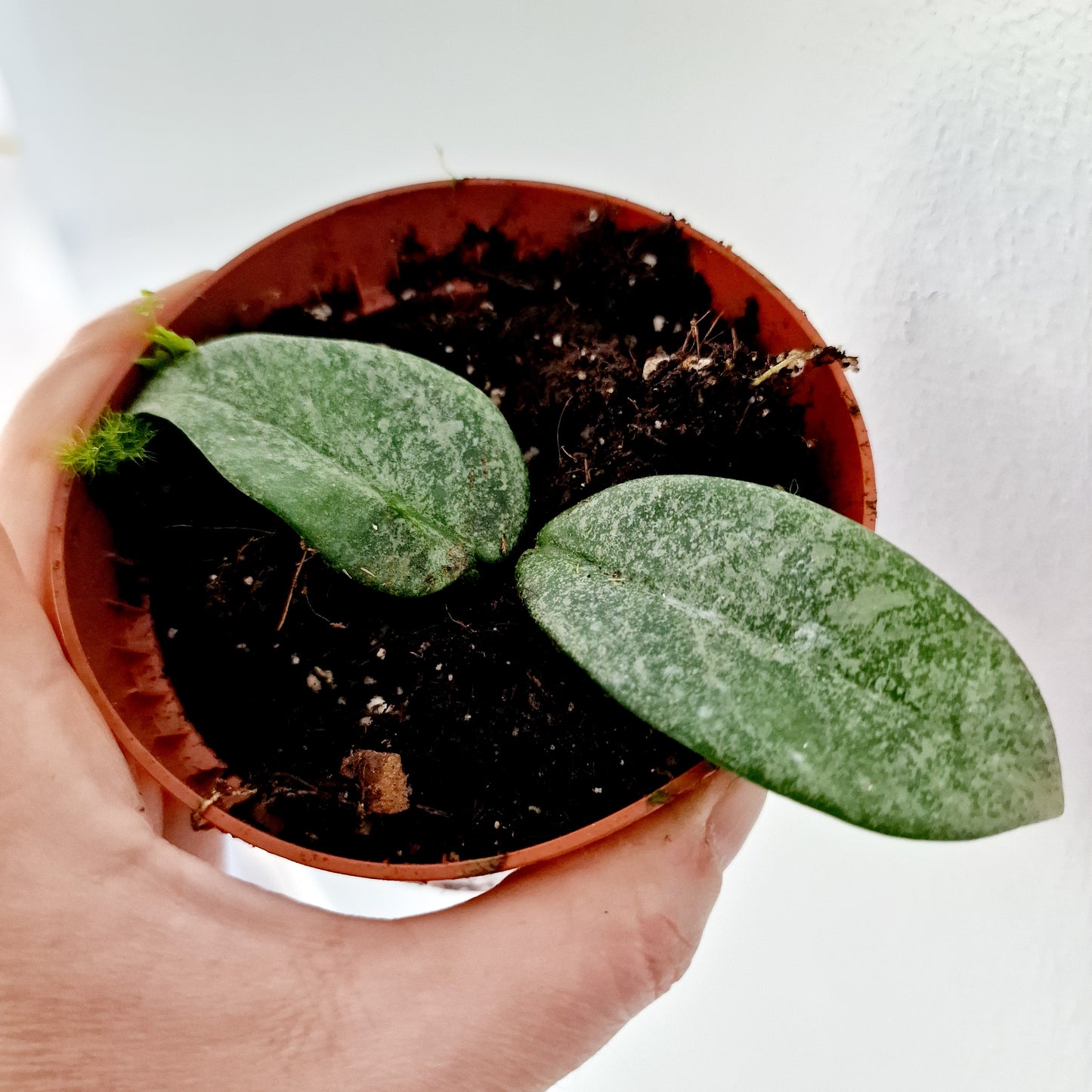 Hoya Carnosa Grey Ghost Houseplant 10.5cm pot